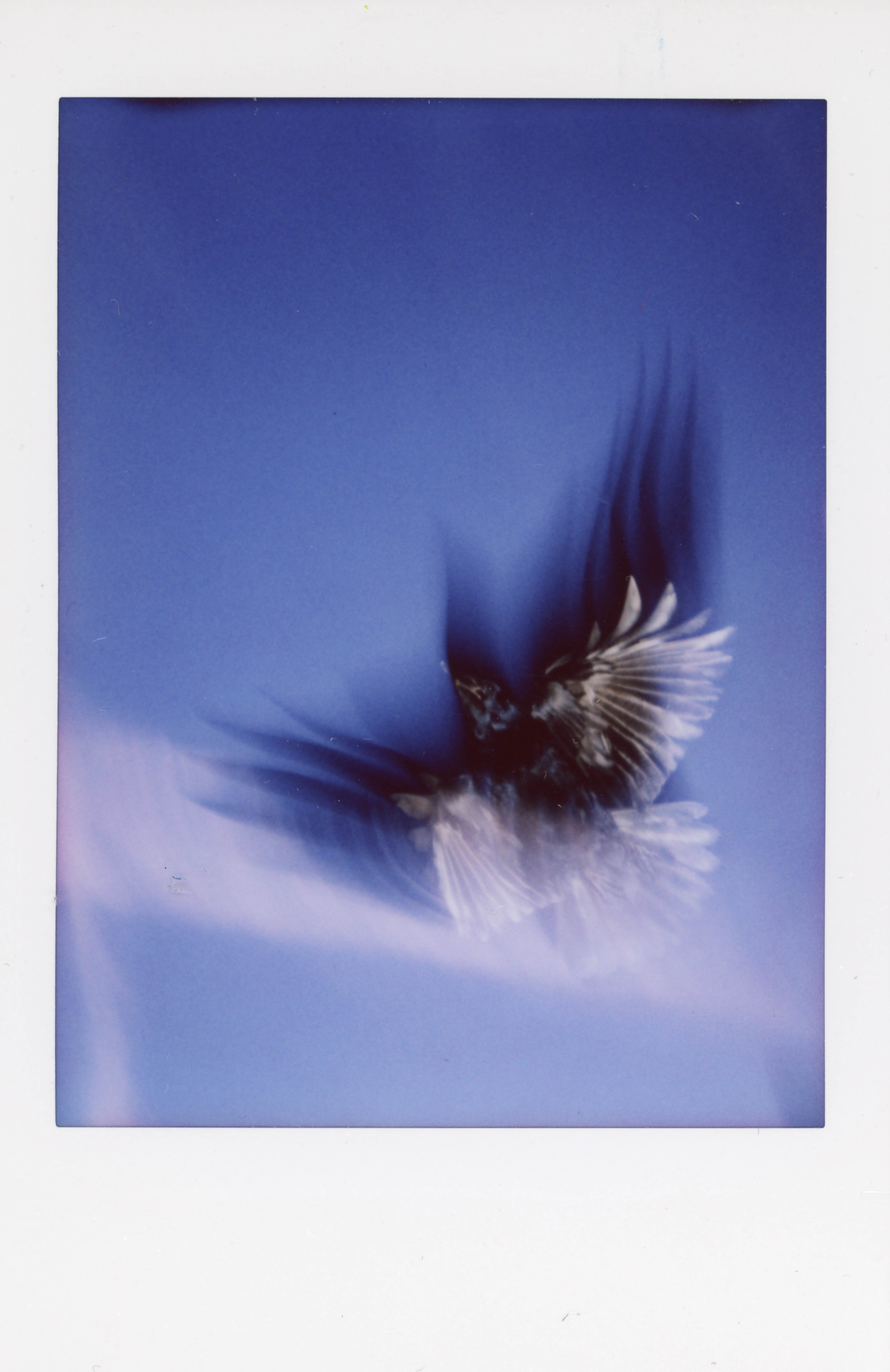 polaroid of a bird flying