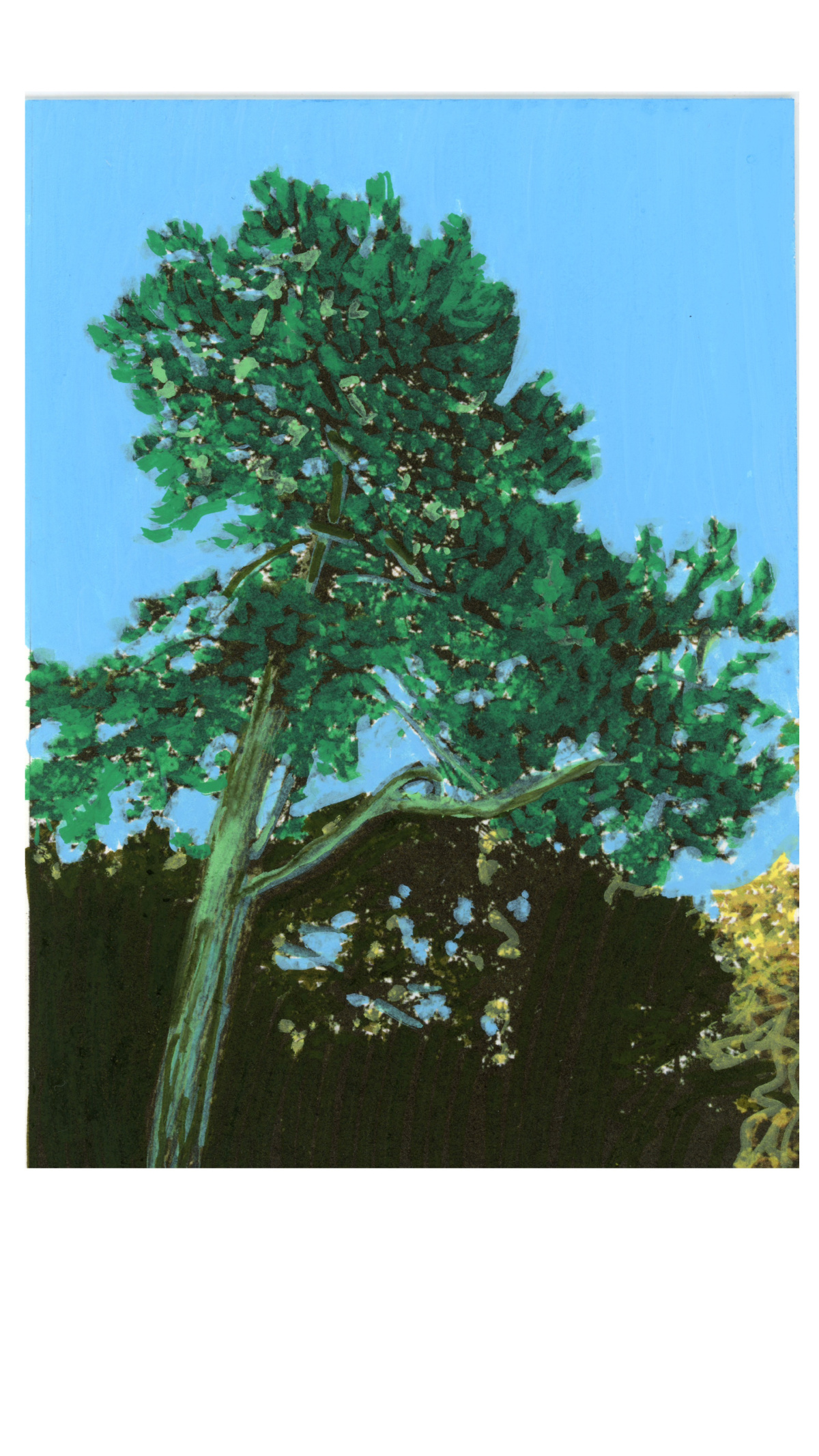 drawing of tree in polaroid format